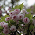 兼六園菊桜(1)